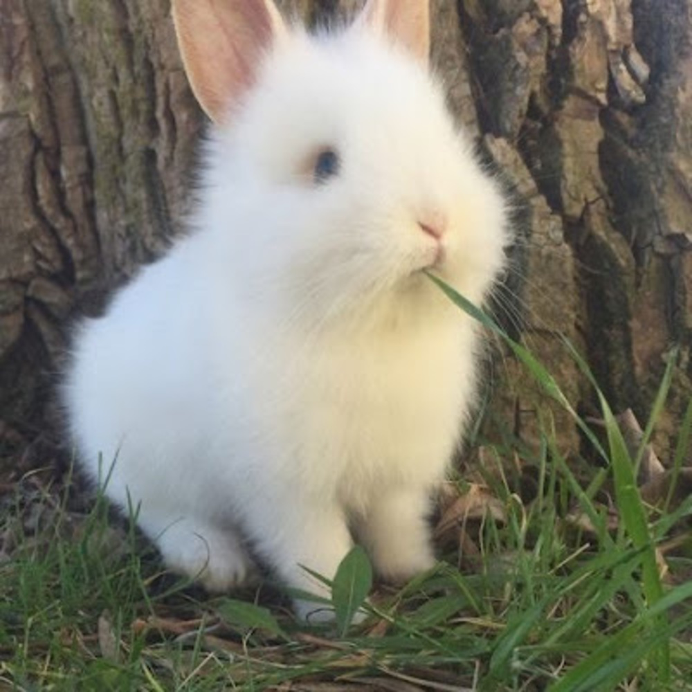 Meet your Posher, Ava